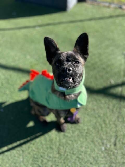 Picture of the Animal Listed